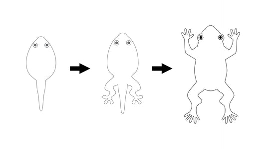 V型のギターとカエルを組み合わせ高難易度な形を実現させよ！